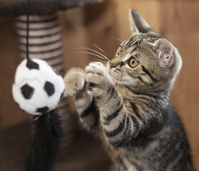 Cat playing with a toy