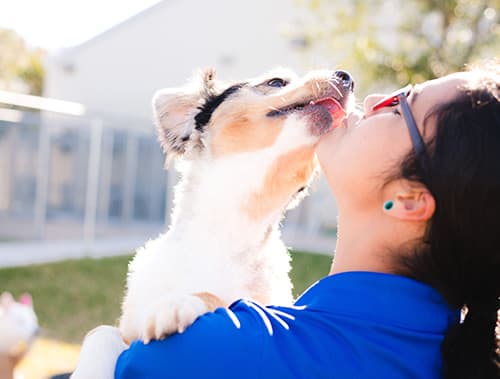 Staff member kissing dogs