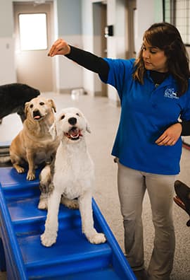 Trainer teaching dogs patience